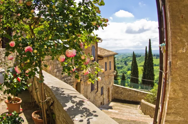Tuscany roses